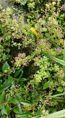 Galium formosense