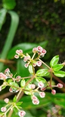 Galium formosense