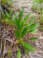 Packera toluccana