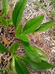 Packera toluccana