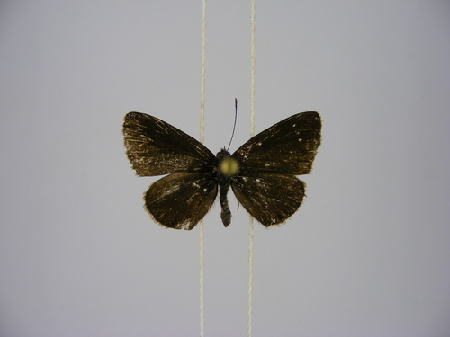 Lycaenidae image