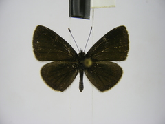 Pseudonacaduba aethiops image