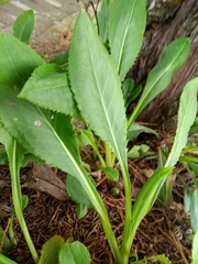 Packera toluccana