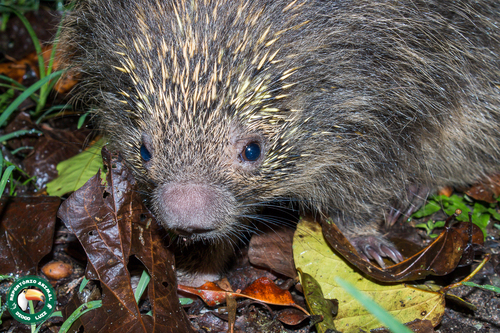 Paraguayan Hairy Dwarf Porcupine