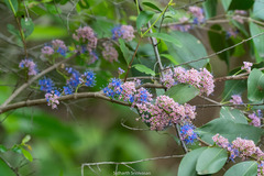 Memecylon umbellatum