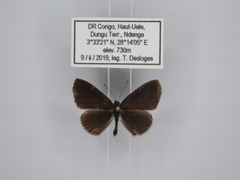 Pseudonacaduba aethiops image