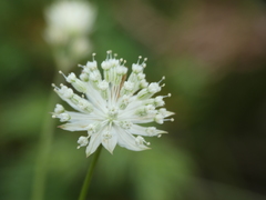 Astrantia minor