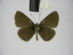 Pseudonacaduba aethiops