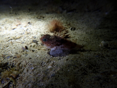 Maxillicosta scabriceps