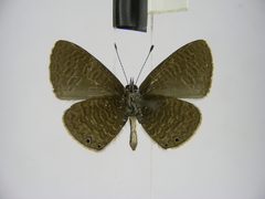 Pseudonacaduba aethiops