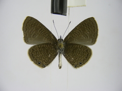 Pseudonacaduba aethiops
