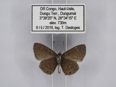 Pseudonacaduba aethiops