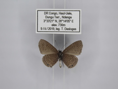 Pseudonacaduba aethiops