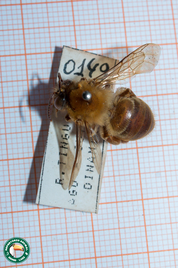 Zikanapis megalopta