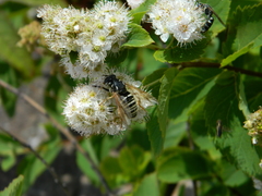 Temnostoma excentrica