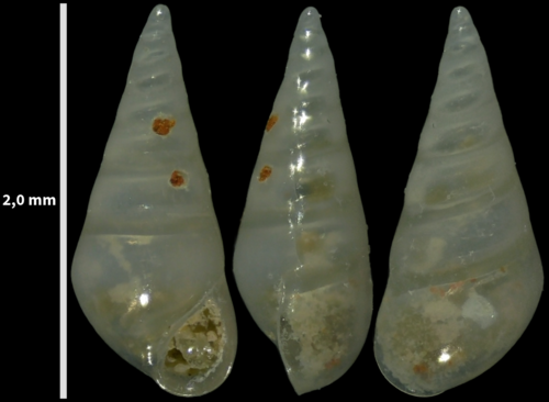 Parvioris ibizenca