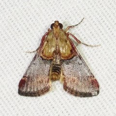Cacozelia basiochrealis
