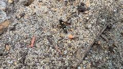 Hoplisoides semipunctatus