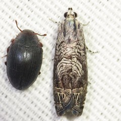 Ofatulena duodecemstriata