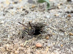 Hoplisoides semipunctatus