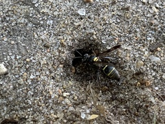 Hoplisoides semipunctatus