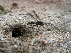 Hoplisoides semipunctatus