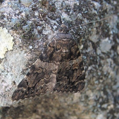 Catocala coniuncta