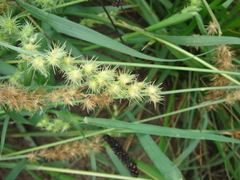 Cenchrus longispinus