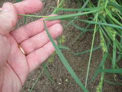 Cenchrus longispinus