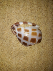 Phalium areola