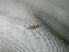 Zeiraphera canadensis