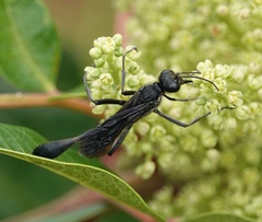 Ammophila nigricans