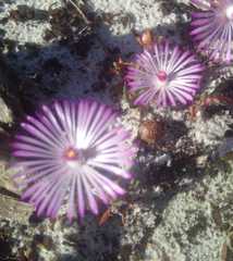 Lampranthus filicaulis