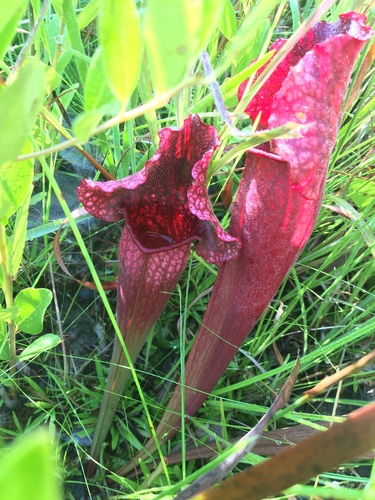 Sarracenia × mitchelliana, photograph 3