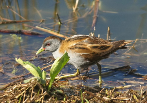 Polluela bastarda (Zapornia parva)