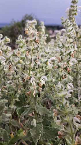 Salvia dominica, photograph 4