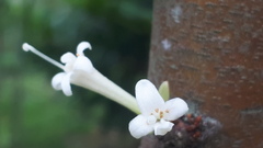 Phaleria macrocarpa