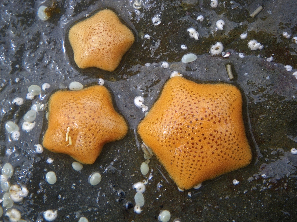 Cushion Stars