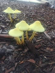 Leucocoprinus birnbaumii image