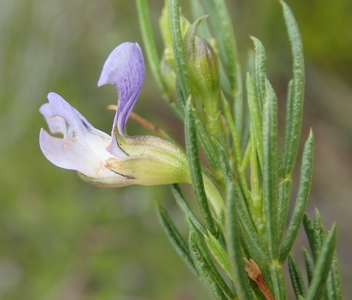 Old Tramp Fountainbush (Psoralea diturnerae)