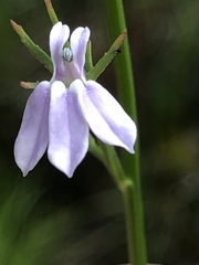 Lobelia canbyi