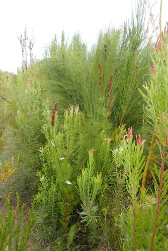 Image of Elegia capensis by (c) Nicola van Berkel, some rights reserved (CC BY-SA)