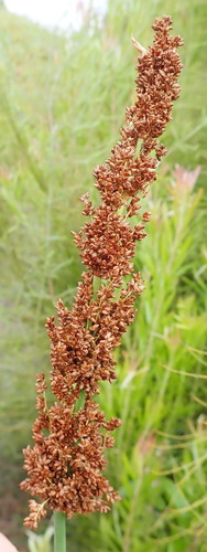 Image of Elegia capensis by (c) Nicola van Berkel, some rights reserved (CC BY-SA)