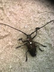 Batocera