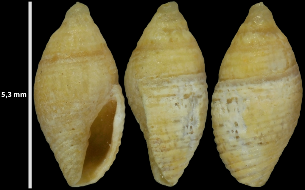 Mitromorpha columbellaria