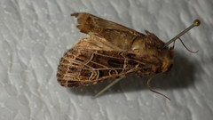 Sideridis reticulata