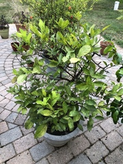 Citrus × latifolia
