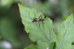 Strangalia koyaensis