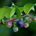 Evergreen Huckleberry - Photo (c) James Gaither, some rights reserved (CC BY-NC-ND)