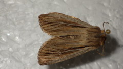 Leucania comma